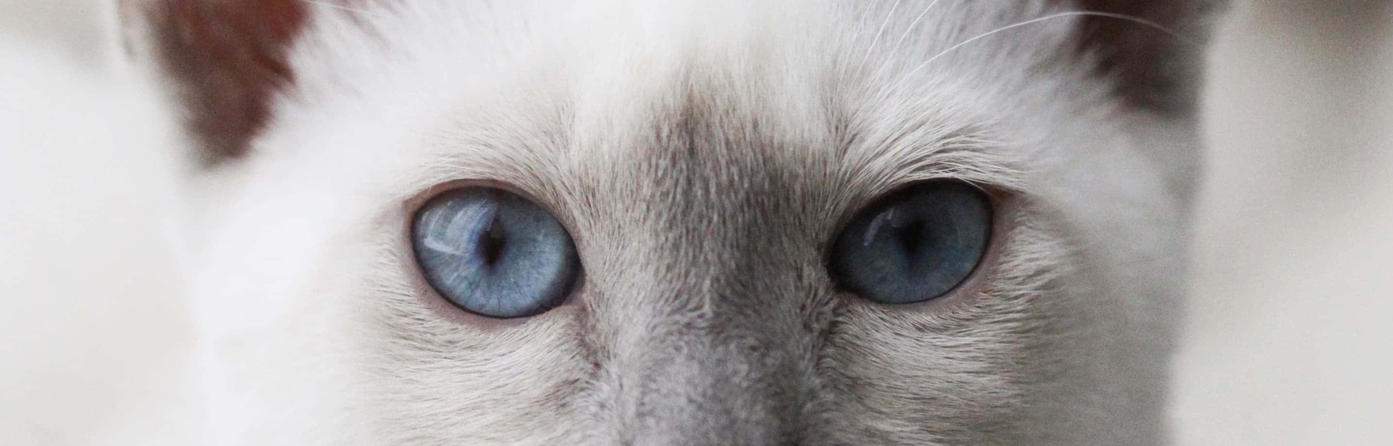 Close-up of Siamese cats eyes
